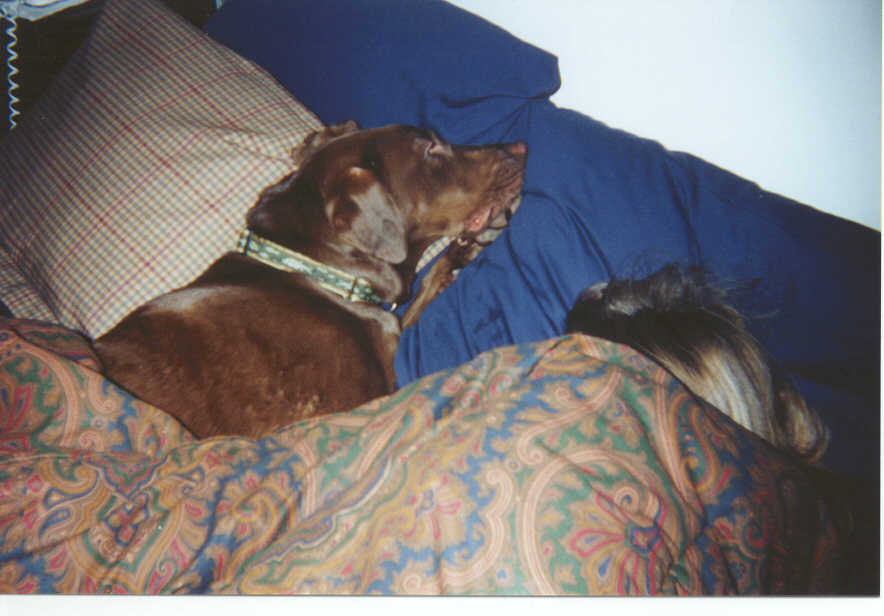Dixie in Bed.jpg (61392 bytes)