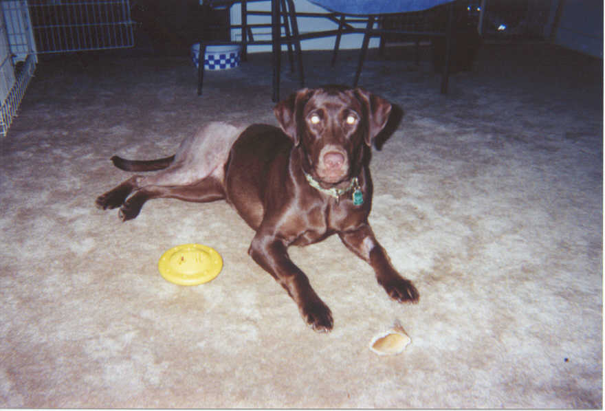 Dixie Freshly Shaven.jpg (54133 bytes)