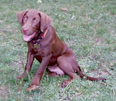 dixie_pose.jpg (42910 bytes)