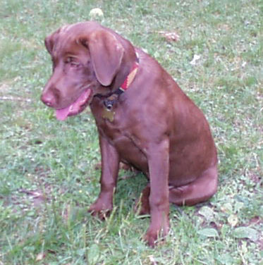 dixie_profile.jpg (42126 bytes)