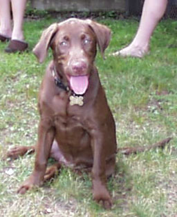 dixie_small.jpg (24709 bytes)