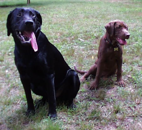 tongue.jpg (51997 bytes)